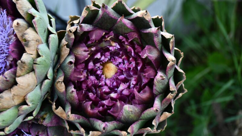 Vertikalus sodas: 7 aukštos gėlės, suteiksiančios išskirtinį vaizdą jūsų sode