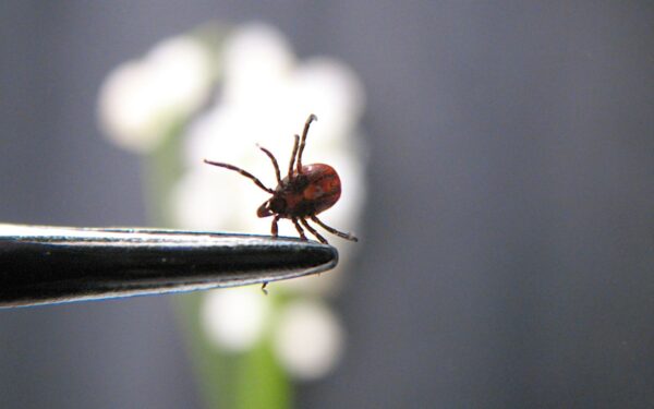 Erkės dievina šią kraujo grupę: pasitikrinkite, ar jūs patenkate į padidintos rizikos grupę