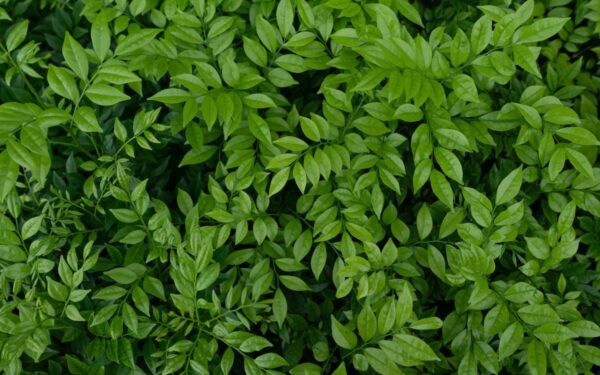 Antradienio augalų vadovas (kovo 11 d.): Atraskite kosminį augalą, kuris šiandien dera su jūsų horoskopu!