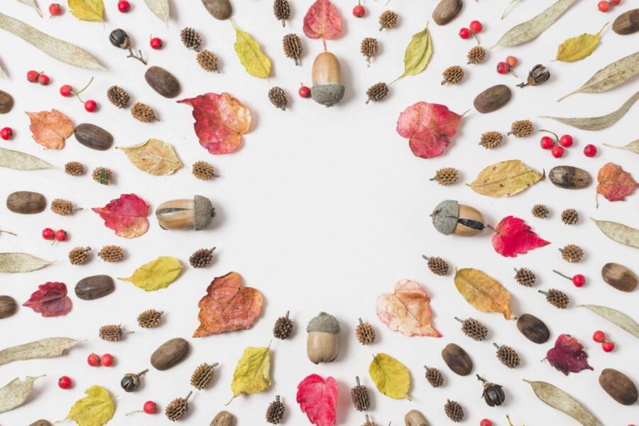 Šeštadienio Augalų Vadovas (Kovo 29): Atraskite Galutinį Augalą, Kad Šiandien Sulygiuotumėte Savo Dvasią su Kosmosu!