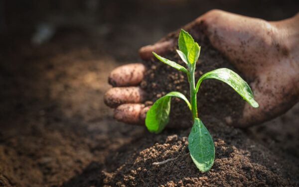 Dirvožemio rūgštingumas: kodėl negalima jo nustatyti pavasarį