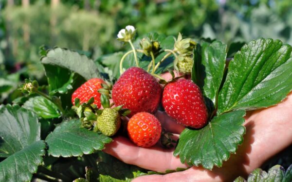 Gausus braškių derlius be didelių pastangų: paslaptis – tinkami kaimynai