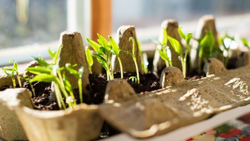 Kaip užsiauginti žaliąjį česnaką namuose: paprastas būdas mėgautis šviežia žaluma