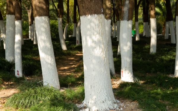 Kodėl medžiai dažomi baltai? Štai paaiškinimas!