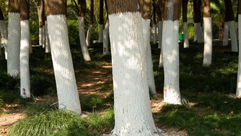 Kodėl medžiai dažomi baltai? Štai paaiškinimas!