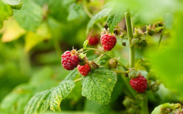 Kodėl negalima genėti aviečių pavasarį: dažna sodininkų klaida