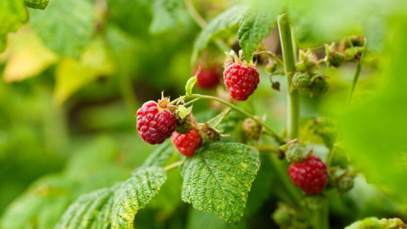 Kodėl negalima genėti aviečių pavasarį: dažna sodininkų klaida