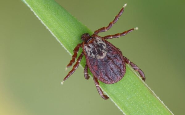 Pasodinkite šį augalą savo kieme ir galėsite pamiršti apie pavojingas erkes