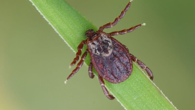 Pasodinkite šį augalą savo kieme ir galėsite pamiršti apie pavojingas erkes