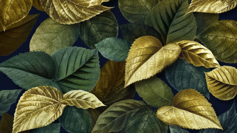 Šeštadienio augalų vadovas (kovo 1 d.): Atraskite savo kosminį draugą – kuris Zodiako augalas šiandien įžiebs jūsų vidinį švytėjimą?