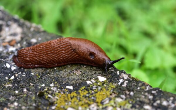 Pavasarinė kova su kenkėjais: kaip apsaugoti sodą ir daržą be chemijos?