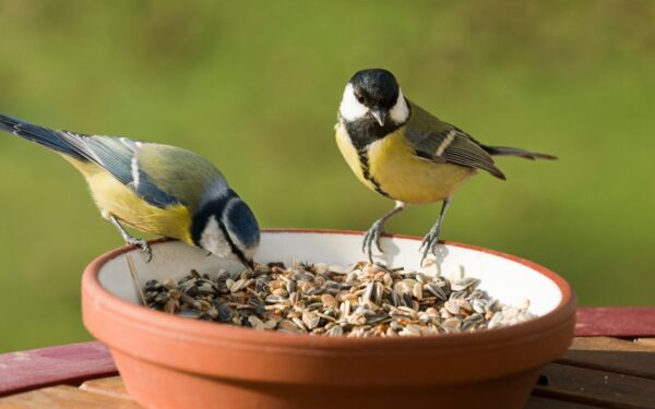 Pavojingas maistas paukščiams: ko negalima dėti į lesyklą?