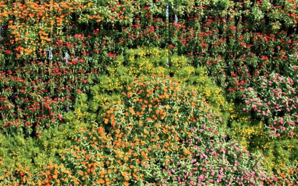 Sodas 2025-aisiais: populiariausios tendencijos ir privalumai