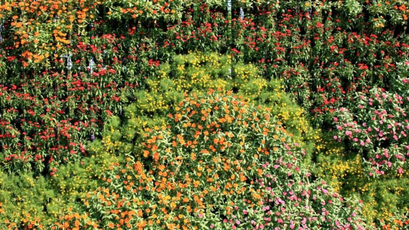 Sodas 2025-aisiais: populiariausios tendencijos ir privalumai