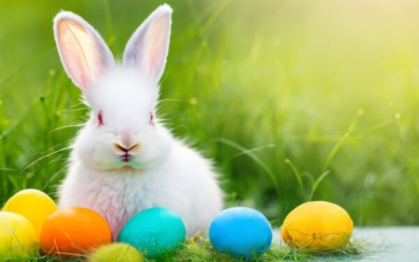 Velykų zuikis: kodėl šis gyvūnas tapo šventės simboliu?