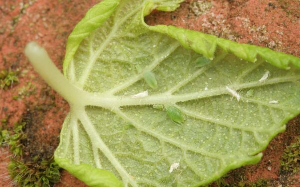 Amarai ant vaiskrūmių – kada pasirodo ir kaip užkirsti jiems kelią dar pavasarį