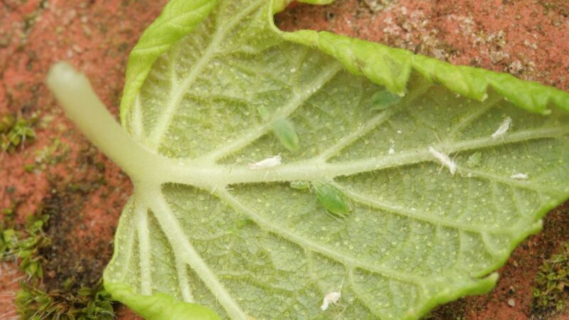 Amarai ant vaiskrūmių – kada pasirodo ir kaip užkirsti jiems kelią dar pavasarį