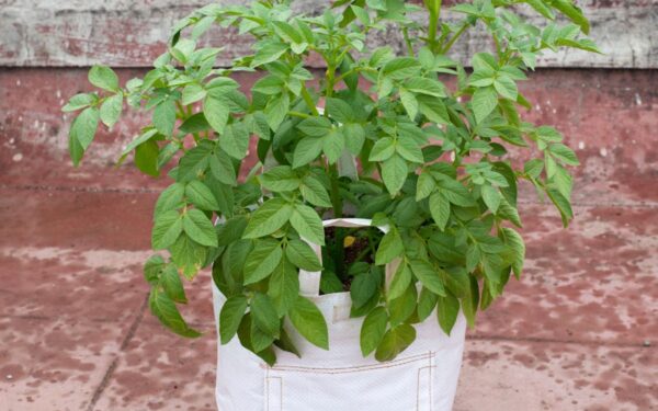 Bulvės vazone: šie patarimai padės užsiauginti šviežių bulvių neturint sodo