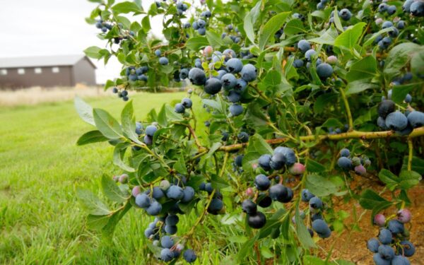 Jei atliksite tai su vaiskrūmiais pavasarį, vasarą sulauksite gausaus derliaus