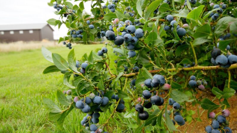 Jei atliksite tai su vaiskrūmiais pavasarį, vasarą sulauksite gausaus derliaus