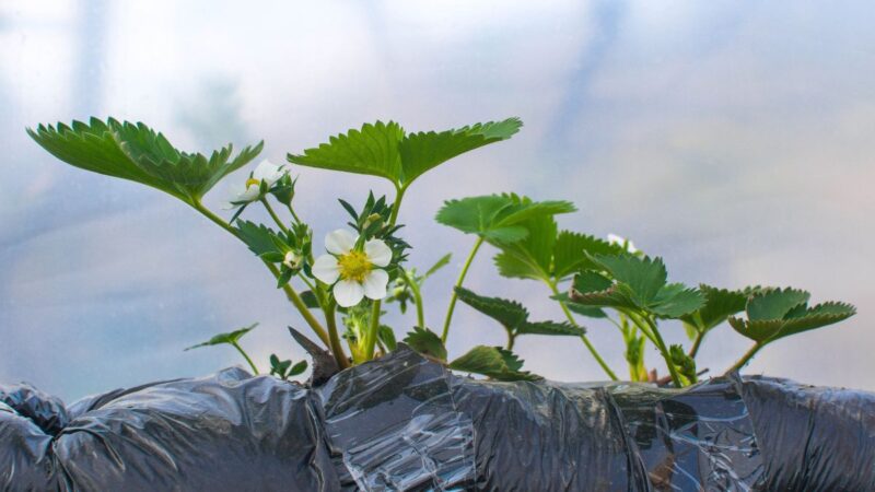 Ką daryti su braškių sodinukais atvėsus orams gegužę