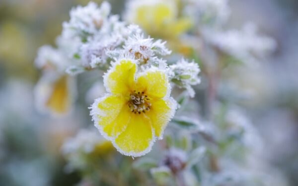 Kokiems augalams labiausiai kenkia šalnos?
