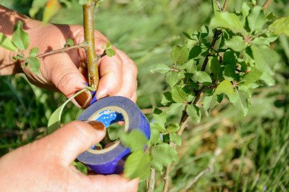 Lipni juosta ant medžio kamieno - veiksminga priemonė ar mitas?