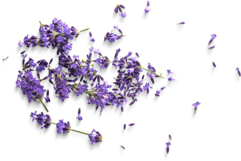Naturali-pagalba-is-gamtos-kokie-augalai-tinka-veido-prieziurai-levandu-raminantis-ir-antibakterinis-poveikis - Laikas.lt Natūrali pagalba iš gamtos: kokie augalai tinka veido priežiūrai? Levandų raminantis ir antibakterinis poveikis