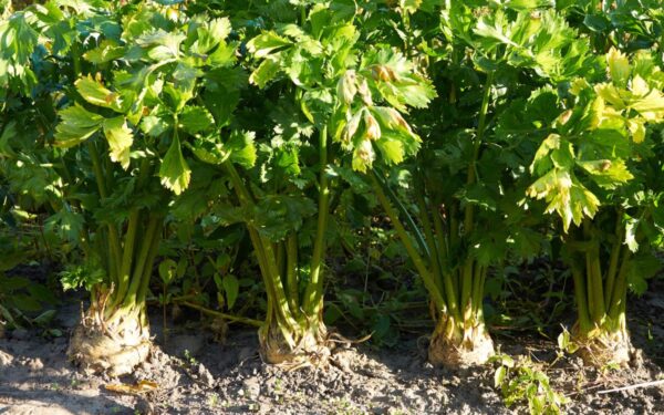 Pasakė, kada geriausia sėti salierus 2025 metais