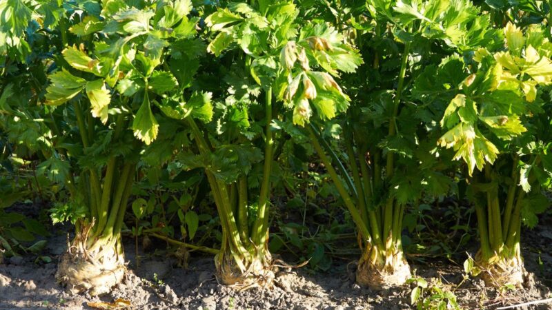 Pasakė, kada geriausia sėti salierus 2025 metais