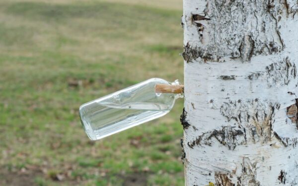 Beržų sulos nauda: ar tikrai verta ją rinkti?