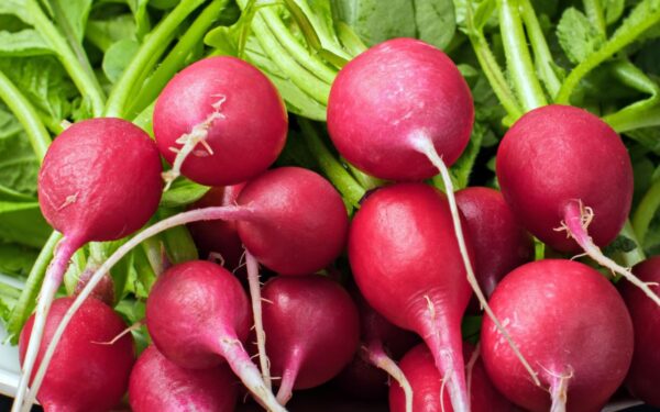 Kada ir kaip sėti ridikėlius pavasarį: patarimai gausiam ir skaniam derliui