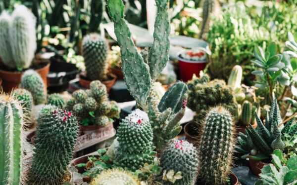 Šeštadienio augalų vadovas (balandžio 19 d.): Atskleiskite savo dienos kosmines paslaptis su šiais zodiakais įkvėptais augalais!