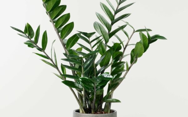 Antradienio Augalų Gidas (Balandžio 29 d.): Atrakinkite Savo Kosminį Potencialą su Šiandienos Augalų Horoskopu!