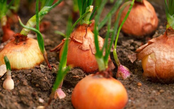 Svogūnų sodinimas pavasarį: patarimai gausiam derliui