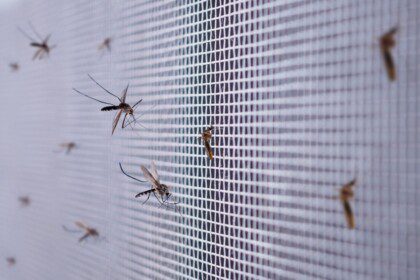 Atskleidė, kokie metodai padės apsisaugoti nuo uodų gamtoje, jei neturite specialių priemonių