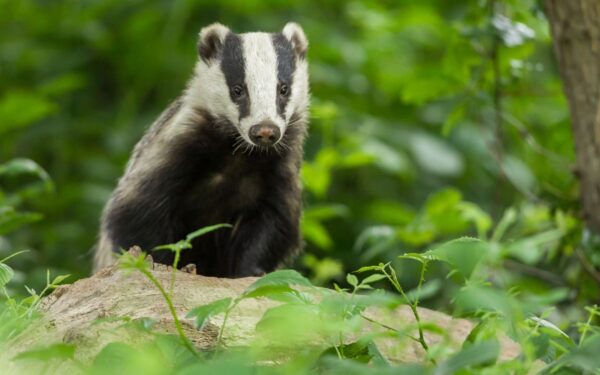 Kaip barsukai pranašauja pavasario orus? Įdomūs faktai, kurių nežinojote