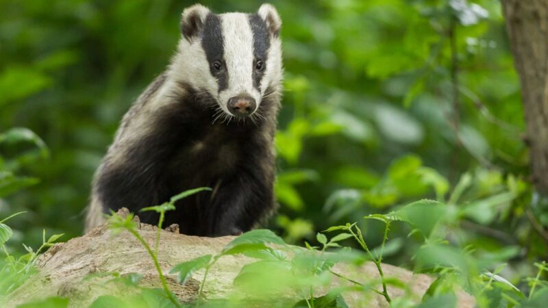 Kaip barsukai pranašauja pavasario orus? Įdomūs faktai, kurių nežinojote