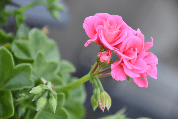 Kodėl pelargonija augina lapus, bet nežydi?