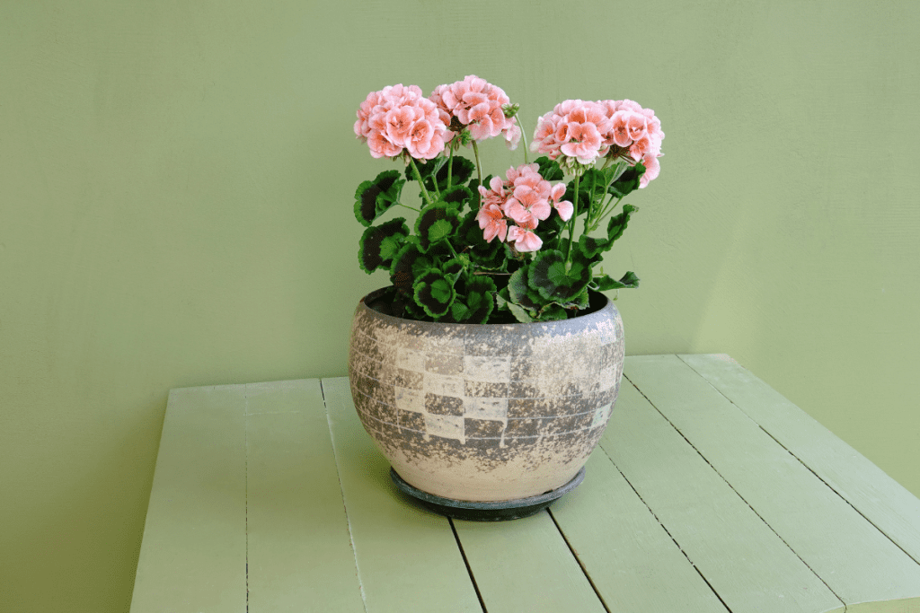 Kodel-pelargonija-augina-lapus-bet-nezydi-netinkamas-genejimas - Laikas.lt Kodėl pelargonija augina lapus, bet nežydi? Netinkamas genėjimas