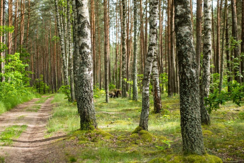 Medziai-pateke-i-lietuvos-rekordu-knyga-lietuvos-miskas - Laikas.lt Medžiai patekę į Lietuvos rekordų knygą. Lietuvos miškas