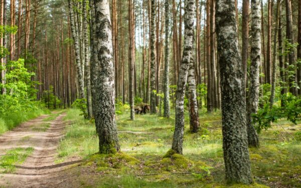 Žemės savininkams svarbi žinia iš Seimo: siūloma nauja kompensavimo tvarka