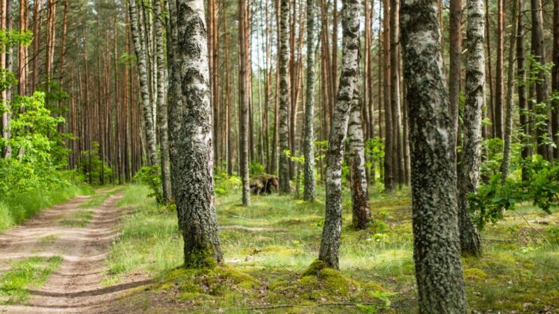 Žemės savininkams svarbi žinia iš Seimo: siūloma nauja kompensavimo tvarka