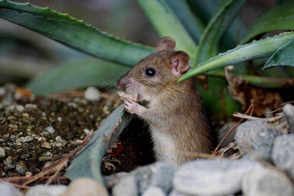 Peles-isrause-darze-urvelius-sios-priemones-pades-jas-isvyti-akimirksniu-natualios-priemones-nuo-peliu - Laikas.lt Pelės išrausė darže urvelius? Šios priemonės padės jas išvyti akimirksniu. Natūralios priemonės nuo pelių