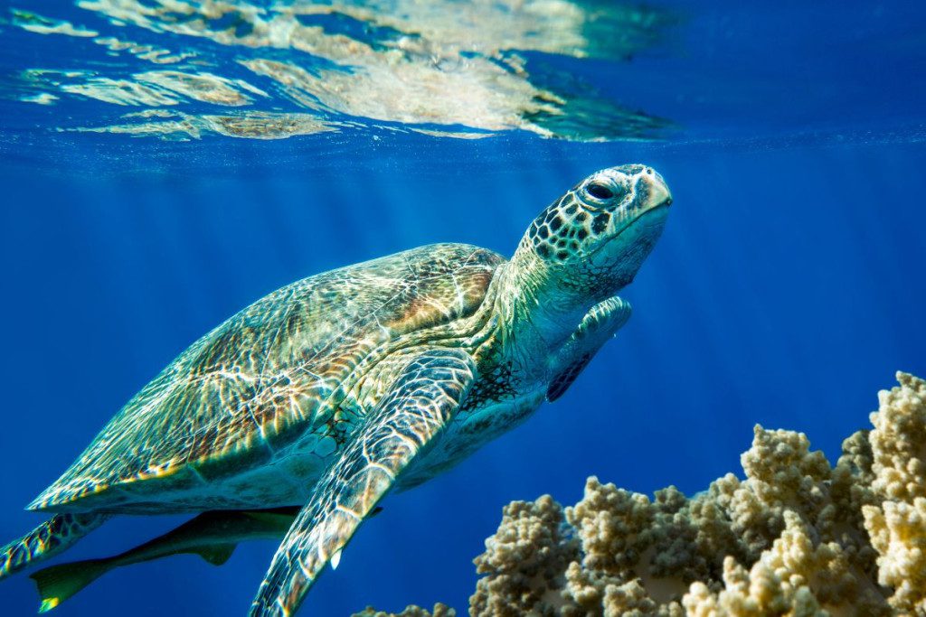 Stai-5-vietos-europoje-kur-jusu-laukia-nuostabus-pavirsinis-nardymas-Caretta-vezliai-zakinto-juru-parkas - Laikas.lt Štai 5 vietos Europoje, kur jūsų laukia nuostabus paviršinis nardymas. Caretta vėžliai. Zakinto jūrų parkas.