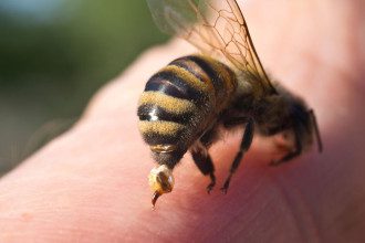 Ką daryti įgėlus bitei: pirmoji pagalba ir pavojingi simptomai
