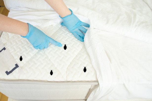 Kaip išvengti blakių keliaujant: ekspertės patarimai ir gudrybės