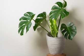 Monstera augalai – egzotinė žaluma jūsų namuose: kaip prižiūrėti?