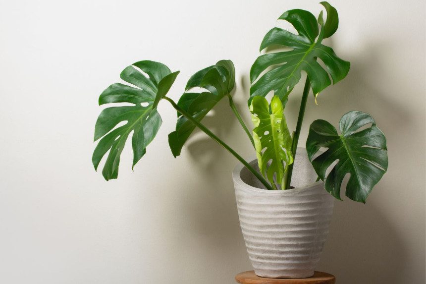 Monstera augalai – egzotinė žaluma jūsų namuose: kaip prižiūrėti?