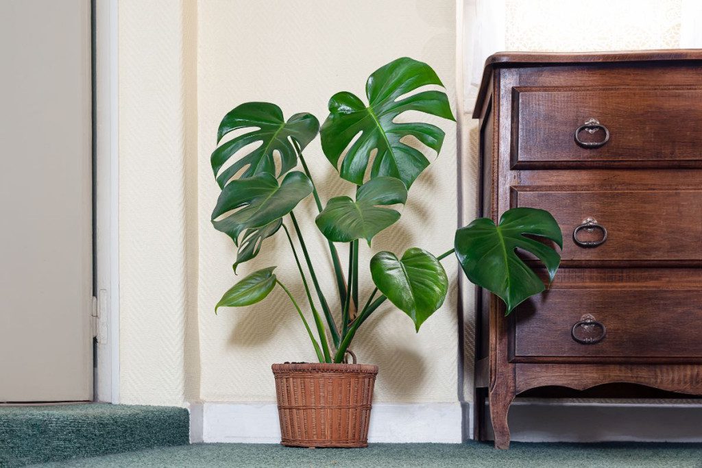 monstera-augalai-ir-laistymas - Laikas.lt Monstera augalai ir laistymas